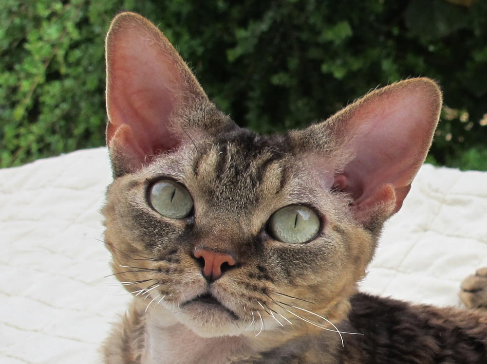  Sand Silk Yammie,Devon Rex Cat. Male